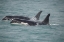 Picture of FAST SWIMMING ORCAS MAKE THEIR WAY ALONG ICY STRAIT.