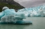 Picture of ICEBERGS FROM MARGERIE GLACIER SLOWLY MELT INTO GLACIER BAY.