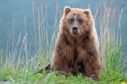 Picture of BEAR CUB POSES ON THE BEACH OF COOK INLET.