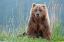 Picture of BEAR CUB POSES ON THE BEACH OF COOK INLET.