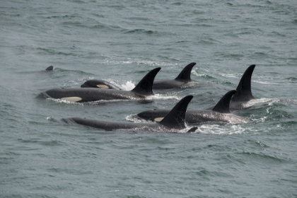 Picture of BIG POD OF ORCAS IN ICY STRAIT A FAMILY UNIT.