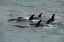 Picture of BIG POD OF ORCAS IN ICY STRAIT A FAMILY UNIT.