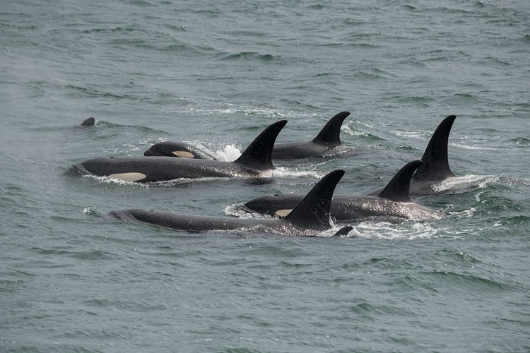 Picture of BIG POD OF ORCAS IN ICY STRAIT A FAMILY UNIT.