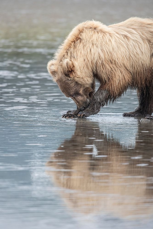 Picture of CLAMMING BROWN BEAR REFLECTED AT LOW TIDE ALONG COOK INLET.