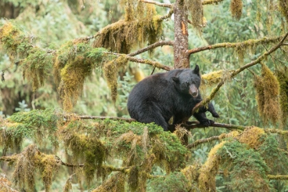 Picture of CUB RESTING IN A TREE TO ESCAPE MALE BEARS- WHICH COULD KILL IT.