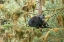 Picture of CUB RESTING IN A TREE TO ESCAPE MALE BEARS- WHICH COULD KILL IT.