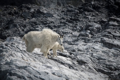 Picture of MAMA MOUNTAIN GOAT AND HER KID FIND THEIR FOOTING AT GLOOMY KNOB- GLACIER BAY.