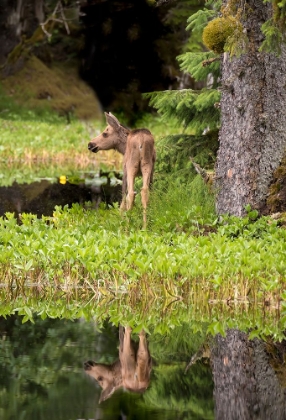 Picture of TINY MOOSE CALF WAITS FOR ITS MOTHER AT A RAINFOREST POND AT BARTLETT COVE- GLACIER BAY.