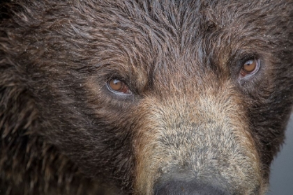 Picture of ULTRA CLOSEUP OF A BROWN BEAR AT FORTRESS OF THE BEAR- A SITKA RESCUE CENTER.