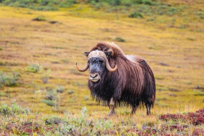 Picture of USA- ALASKA- NOATAK NATIONAL PRESERVE. BULL MUSKOX ON THE ARCTIC TUNDRA.