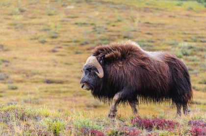 Picture of USA- ALASKA- NOATAK NATIONAL PRESERVE. BULL MUSKOX ON THE ARCTIC TUNDRA.