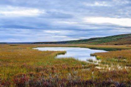 Picture of USA- ALASKA- NOATAK NATIONAL PRESERVE. WETLANDS IN THE ARCTIC TUNDRA.