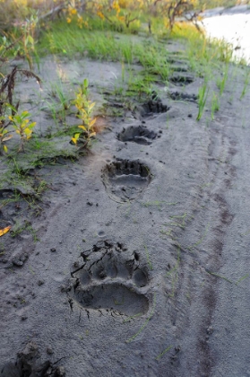 Picture of USA- ALASKA- NOATAK NATIONAL PRESERVE. FRESH TRACKS FROM A BROWN BEAR.