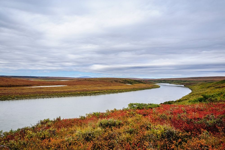 Picture of USA- ALASKA- NOATAK NATIONAL PRESERVE. AUTUMN COLORS ALONG THE NOATAK RIVER.