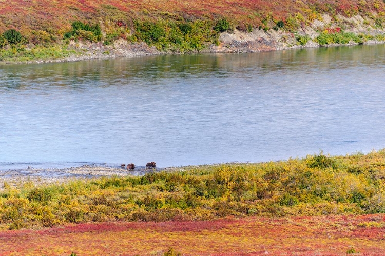 Picture of USA- ALASKA- NOATAK NATIONAL PRESERVE. MUSKOX- A BULL- A COW AND A CALF- ALONG THE NOATAK RIVER.