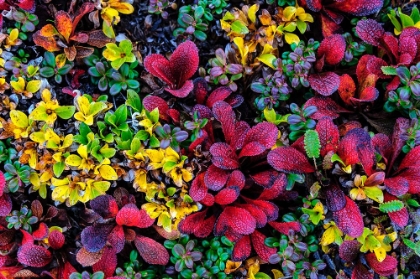 Picture of USA- ALASKA- NOATAK NATIONAL PRESERVE. ALPINE BEARBERRY ON ARCTIC TUNDRA IN AUTUMN COLORS.