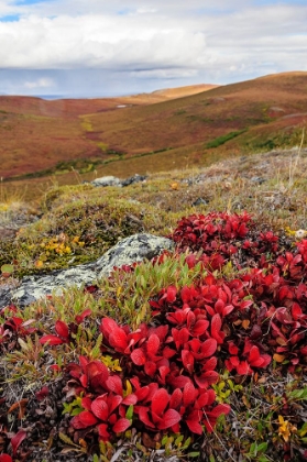 Picture of USA- ALASKA- NOATAK NATIONAL PRESERVE. ALPINE BEARBERRY ON ARCTIC TUNDRA IN AUTUMN COLORS.