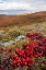 Picture of USA- ALASKA- NOATAK NATIONAL PRESERVE. ALPINE BEARBERRY ON ARCTIC TUNDRA IN AUTUMN COLORS.