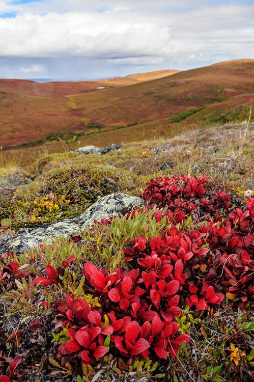 Picture of USA- ALASKA- NOATAK NATIONAL PRESERVE. ALPINE BEARBERRY ON ARCTIC TUNDRA IN AUTUMN COLORS.