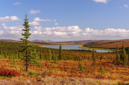 Picture of USA- ALASKA- KOTZEBUE- NOATAK RIVER. AUTUMN COLORS ALONG THE NOATAK RIVER.