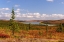Picture of USA- ALASKA- KOTZEBUE- NOATAK RIVER. AUTUMN COLORS ALONG THE NOATAK RIVER.