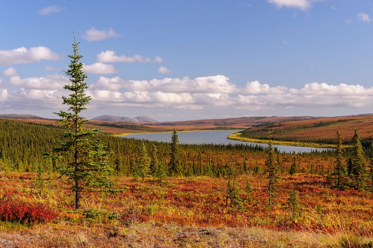 Picture of USA- ALASKA- KOTZEBUE- NOATAK RIVER. AUTUMN COLORS ALONG THE NOATAK RIVER.