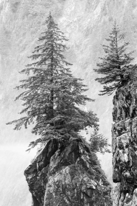 Picture of ALASKA- KENAI PENINSULA. BLACK AND WHITE IMAGE OF PINE TREE ON A MONOLITH.