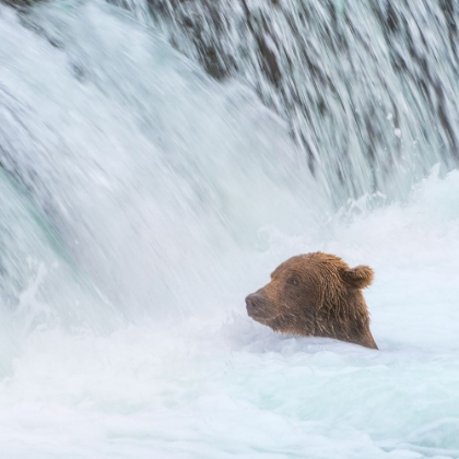 Picture of ALASKA- BROOKS FALLS. GRIZZLY BEAR SWIMS AT THE BASE OF THE FALLS.