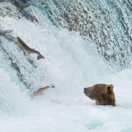 Picture of ALASKA- BROOKS FALLS. GRIZZLY BEAR AT THE BASE OF THE FALLS WATCHING FISH JUMP.