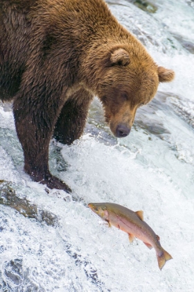 Picture of ALASKA- BROOKS FALLS. GRIZZLY BEAR AT THE TOP OF THE FALLS WATCHING A FISH JUMP.