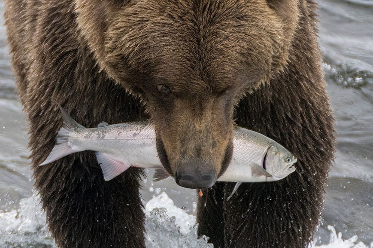 Picture of ALASKA- BROOKS FALLS. GRIZZLEY BEAR HOLDING A SALMON IN ITS MOUTH.