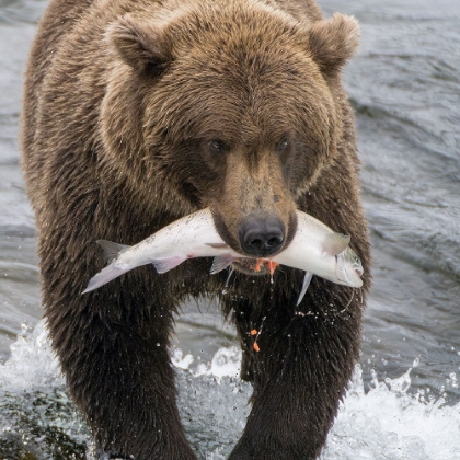 Picture of ALASKA- BROOKS FALLS. GRIZZLEY BEAR HOLDING A SALMON IN ITS MOUTH.