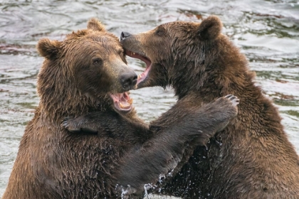 Picture of ALASKA- BROOKS FALLS- TWO YOUNG GRIZZLY BEARS PLAYING.