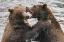 Picture of ALASKA- BROOKS FALLS- TWO YOUNG GRIZZLY BEARS PLAYING.