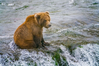 Picture of ALASKA- BROOKS FALLS. A GRIZZLY CUB SITS AT THE TOP OF THE WATERFALL.