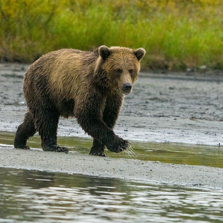 Picture of ALASKA- LAKE CLARK. YOUNG GRIZZLY BEAR WALKS ALONG THE SHORELINE.