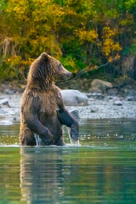 Picture of ALASKA- LAKE CLARK. GRIZZLY BEAR STANDS UP IN THE WATER.