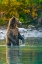 Picture of ALASKA- LAKE CLARK. GRIZZLY BEAR STANDS UP IN THE WATER.