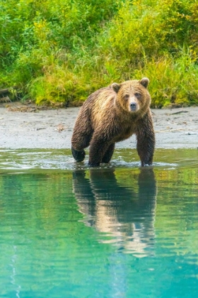 Picture of ALASKA- LAKE CLARK. YOUNG GRIZZLY BEAR WALKS ALONG THE SHORELINE.