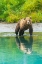 Picture of ALASKA- LAKE CLARK. YOUNG GRIZZLY BEAR WALKS ALONG THE SHORELINE.