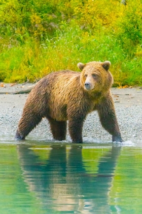 Picture of ALASKA- LAKE CLARK. GRIZZLY BEAR WALKS ALONG THE SHORELINE.