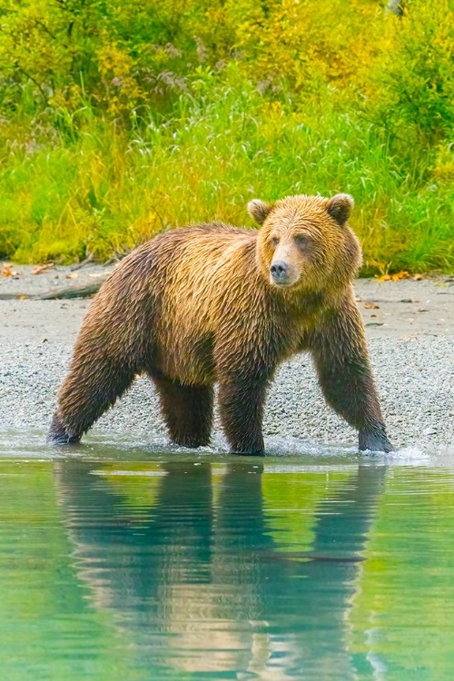 Picture of ALASKA- LAKE CLARK. GRIZZLY BEAR WALKS ALONG THE SHORELINE.