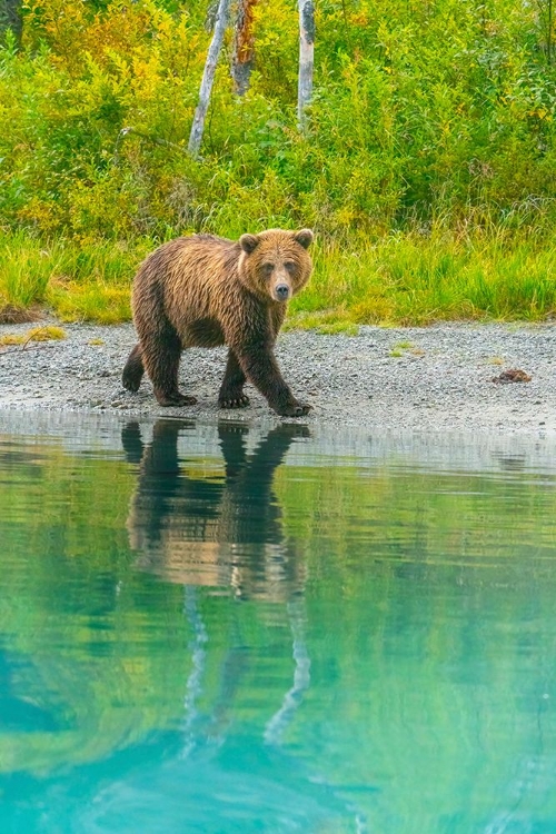 Picture of ALASKA- LAKE CLARK. YOUNG GRIZZLY BEAR WALKS ALONG THE SHORELINE.