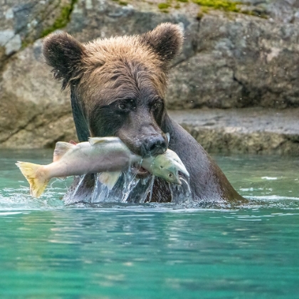 Picture of ALASKA- LAKE CLARK. GRIZZLY BEAR HOLDS FISH WHILE SITTING IN THE WATER.