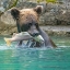 Picture of ALASKA- LAKE CLARK. GRIZZLY BEAR HOLDS FISH WHILE SITTING IN THE WATER.