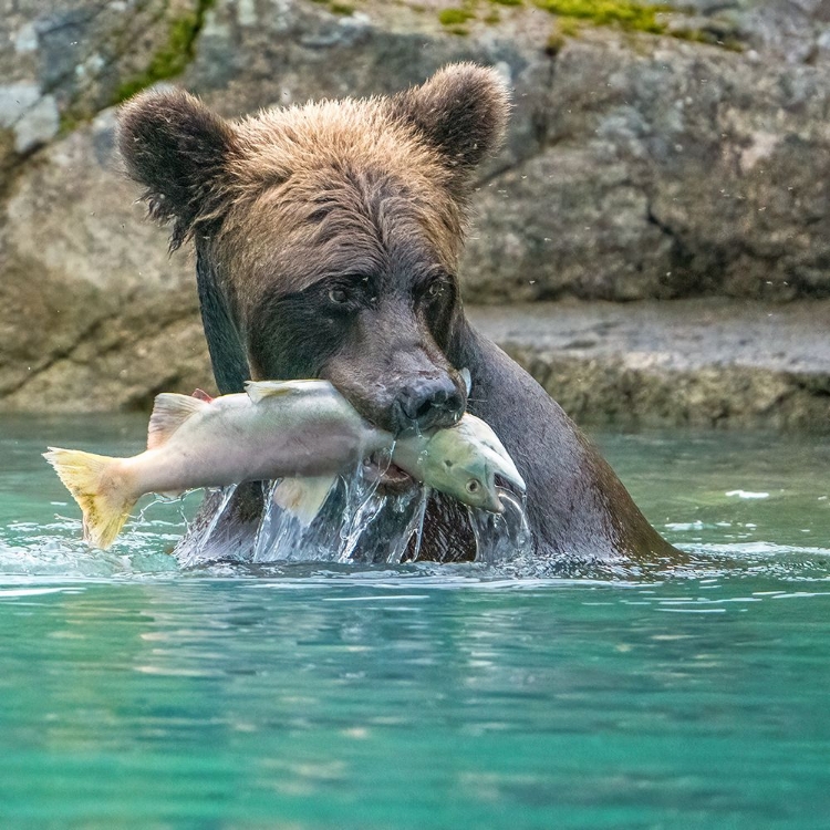 Picture of ALASKA- LAKE CLARK. GRIZZLY BEAR HOLDS FISH WHILE SITTING IN THE WATER.