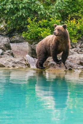 Picture of ALASKA- LAKE CLARK. YOUNG GRIZZLY BEAR WALKS ALONG THE SHORELINE.