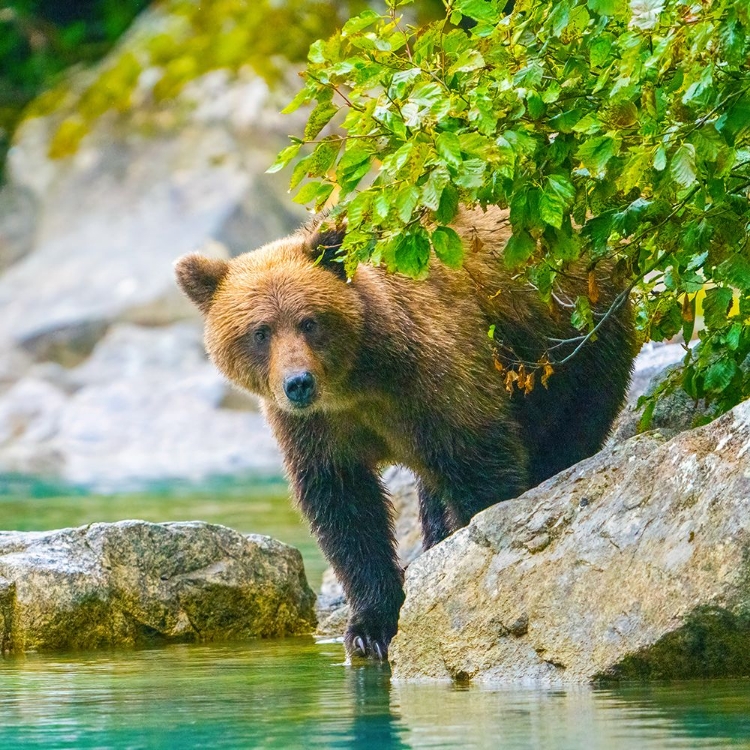 Picture of ALASKA- LAKE CLARK. GRIZZLY BEAR WALKS ALONG THE SHORELINE AMONG THE BOULDERS.