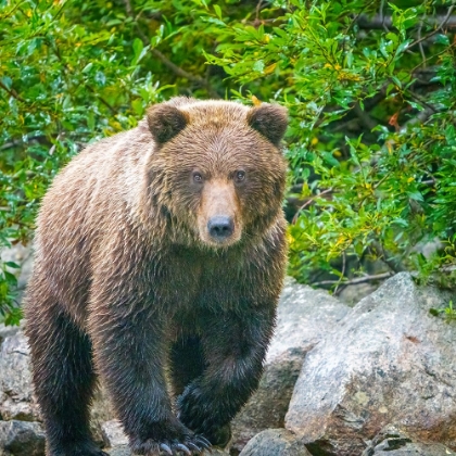 Picture of ALASKA- LAKE CLARK. WALKING GRIZZLY BEAR WITH GREEN FOLIAGE IN BACKGROUND.