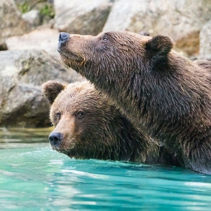 Picture of ALASKA- LAKE CLARK. HEADSHOTS OF TWO GRIZZLY BEARS SWIMMING.